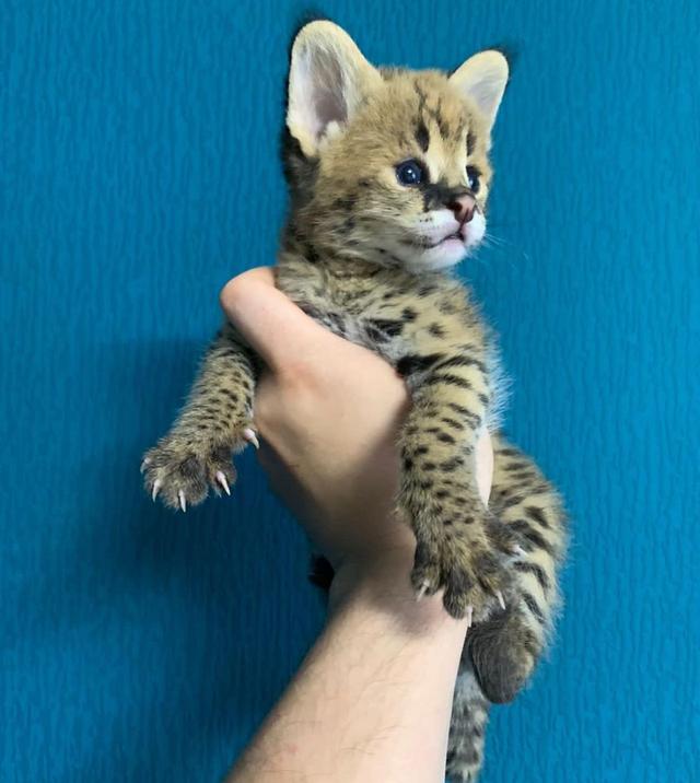 Serval Kittens  WhatsApp me : +66 63 826 3042 รูปที่ 3
