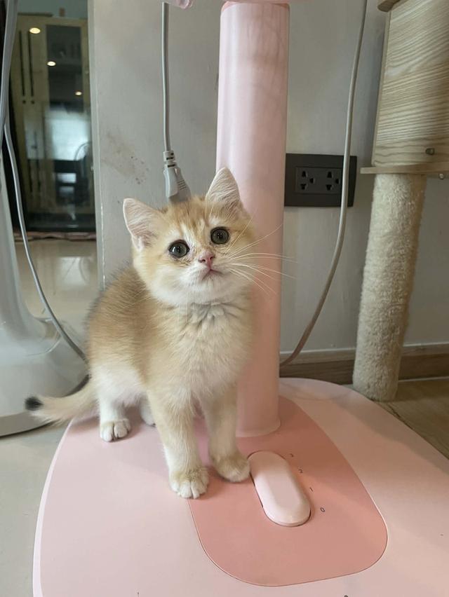 หนุ่มน้อยบริติชแท้ 100%