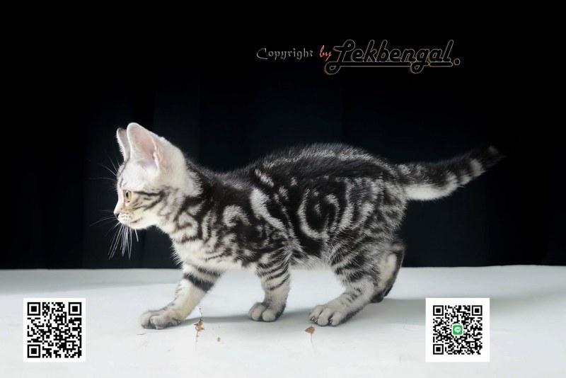 ลูกแมวอเมริกันชอตแฮร์สวยมากๆ สีซิลเวอร์ลายมาเบิ้ลดำเข้ม พันธุ์แท้ เพศเมีย รูปที่ 10