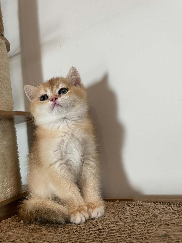 สาวน้อย K2 บริติชแท้สีทอง รูปที่ 5