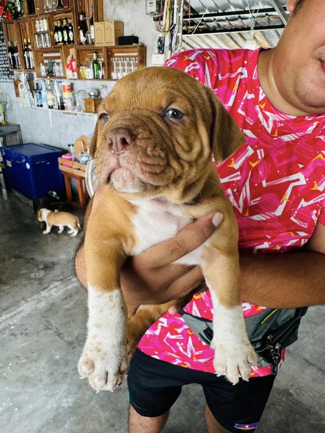 อเมริกันบูลลี่ (American Bully) เพศเมีย 4 เดือนครึ่ง  2