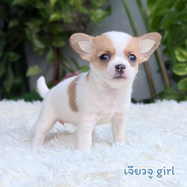 ขิวาวาขนสั้นสายพันธุ์แท้ รูปที่ 4