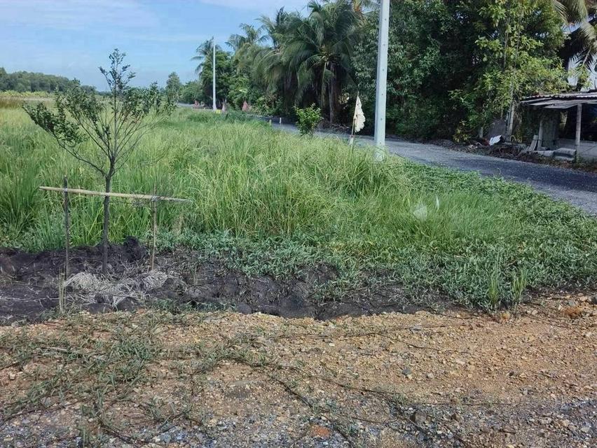 ขายที่ดิน 1 ไร่ บึงบา–หนองเสือ จ.ปทุมธานีบรรยากาศบ้านสวน มีทางเลือกผ่อนตรงเจ้าของ 36 งวด 11