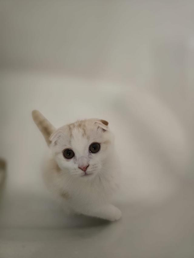 แมว สก็อตติชโฟลด์หูพับ White & Orange Stripes 2