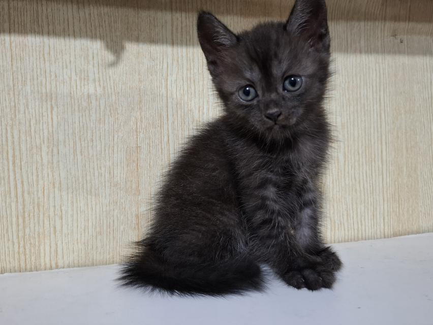 ลูกแมวครึ่งเปอร์เซีย+บริติช รูปที่ 7