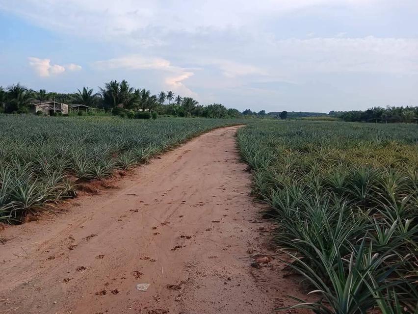 ที่ดินโฉนดครุฑแดงราคาถูกมาก23ไร่เศษ200,000 บาทต่อไร่ต่ำกว่าราคาประเมิน 2