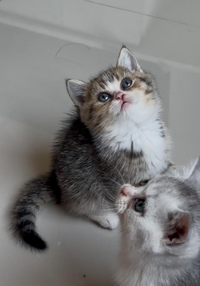 แมวบริติช ช็อตแฮร์ British shorthair  รูปที่ 2