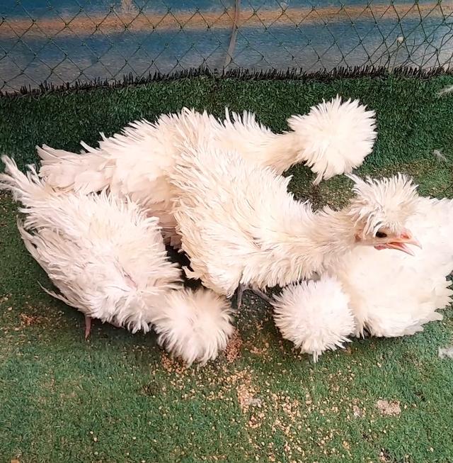 ไก่โปแลนด์ขนกลับสีขาวชุด4ตัวผู้1เมีย3"ส่งฟรีทั่วไทย" รูปที่ 9
