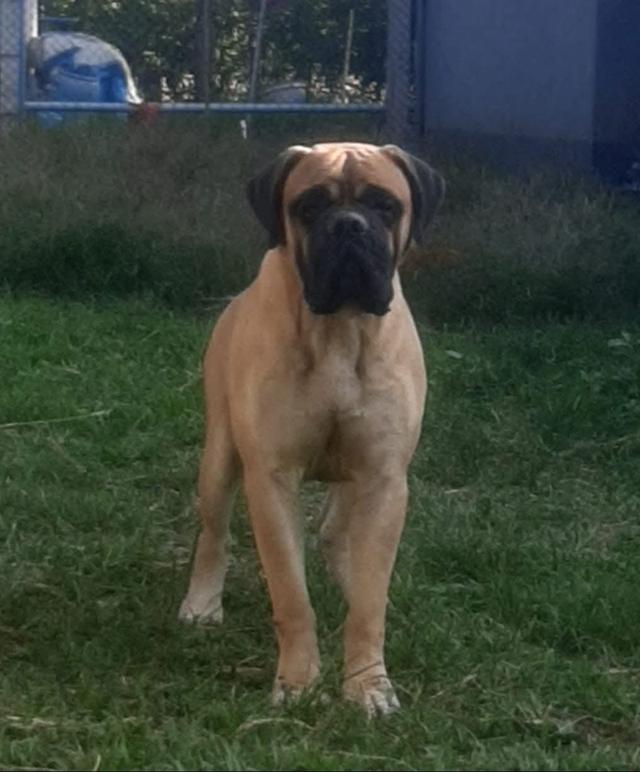 สุนัข Bullmastiff ตัวผู้