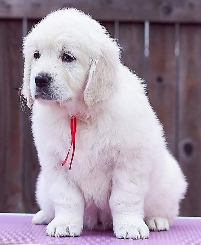 ลูกสุนัข White Golden Retriever หาผู้ปกครอง