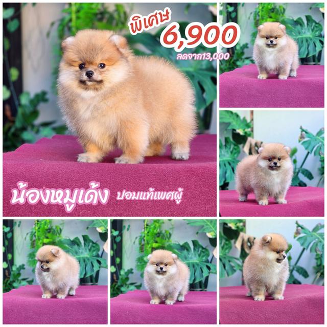 ปอมหน้าหมี 7