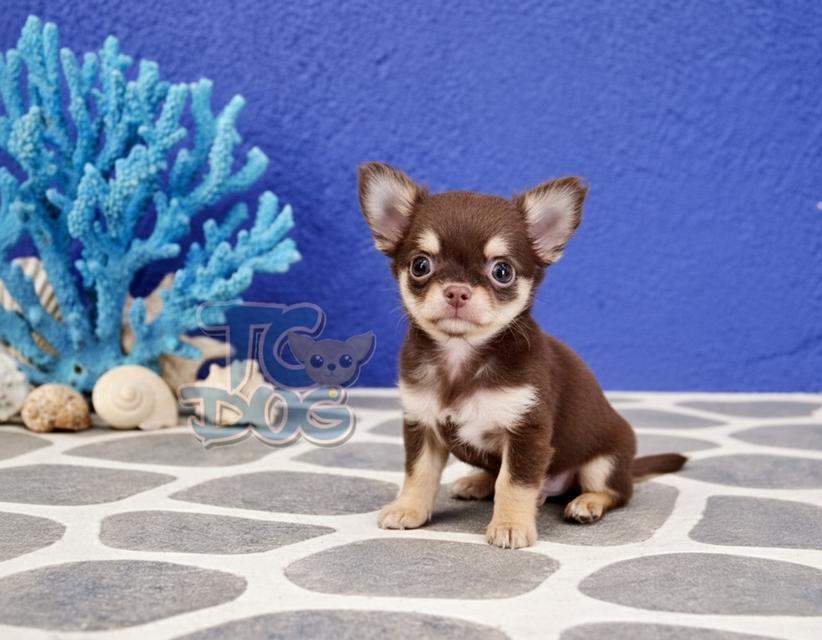 (teacupdog.org)ชิวาวาสีช็อค