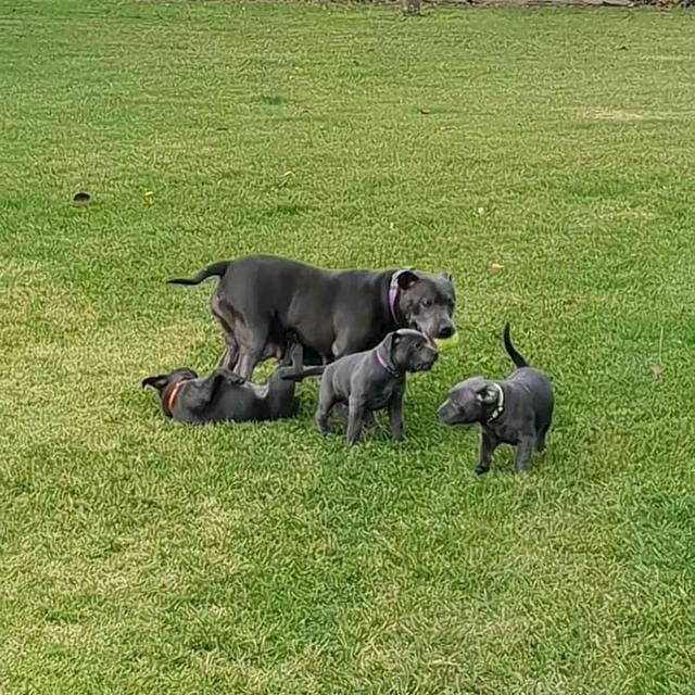 Staffordshire Bull Terrier Puppies For Sale
