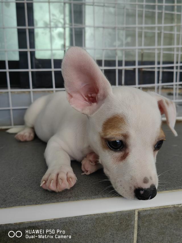 ขายลูกสุนัขแจ็ครัสเซล 2