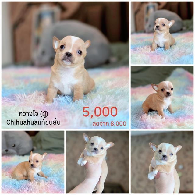 ชิวาวาแท้มีทั้งแบบขนสั้นและขนยาวพร้อมย้ายบ้านมีบริการจัดส่งจ้า รูปที่ 7