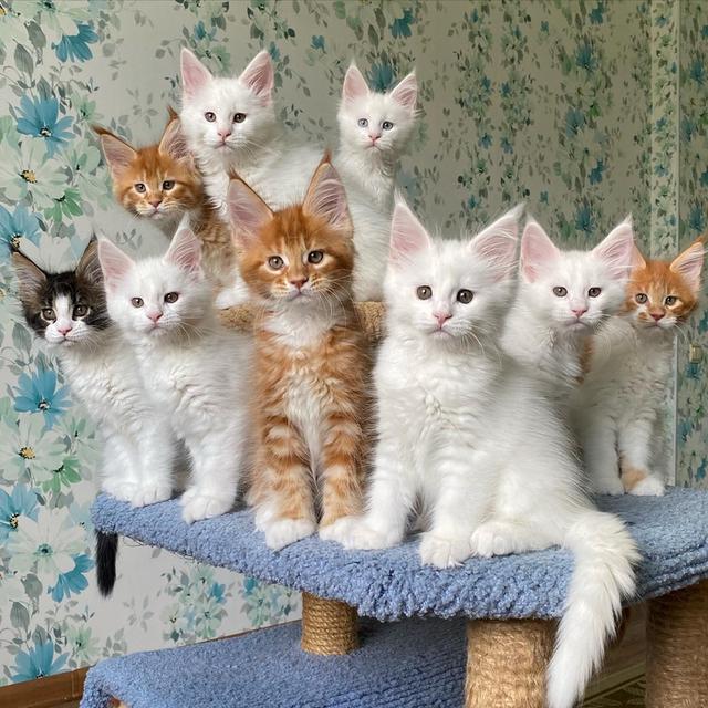 Potty trained Maine coon kittens available