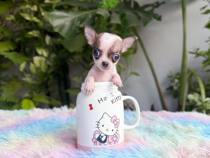 ชิวาวาแท้ ทีคัพ ขนสั้น เพศเมีย