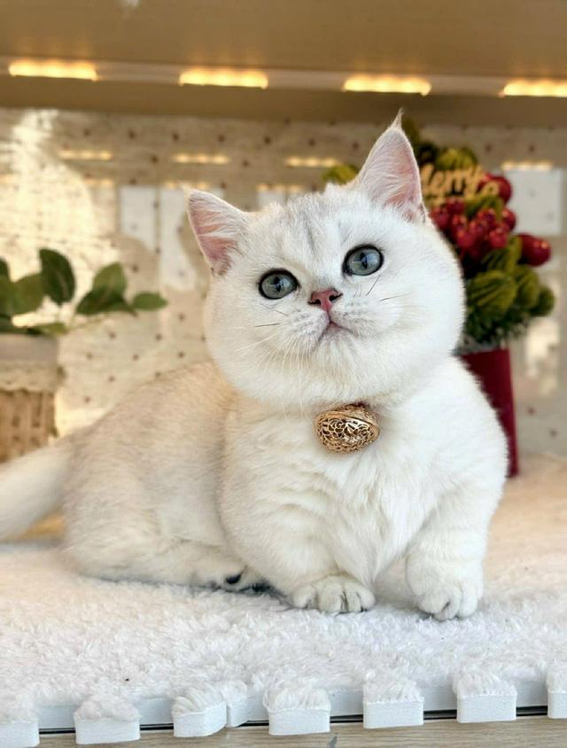 แมวมันช์กิ้น เด็กชายns