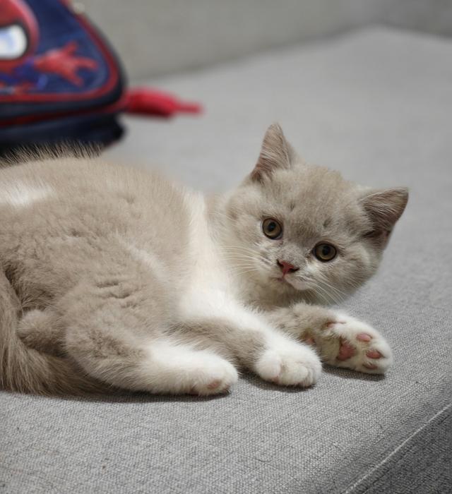 ลูกแมวบริติชช็อตแฮร์