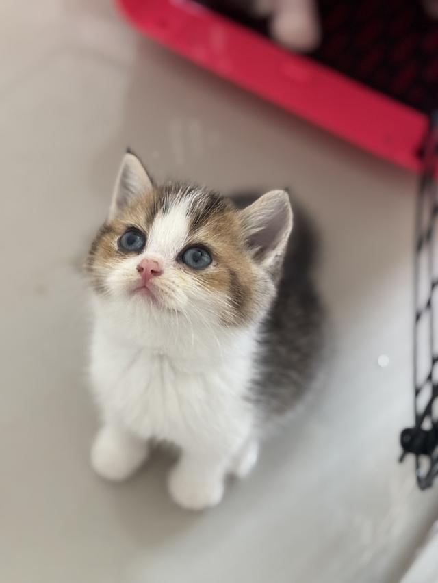แมวบริติช ช็อตแฮร์ British shorthair 