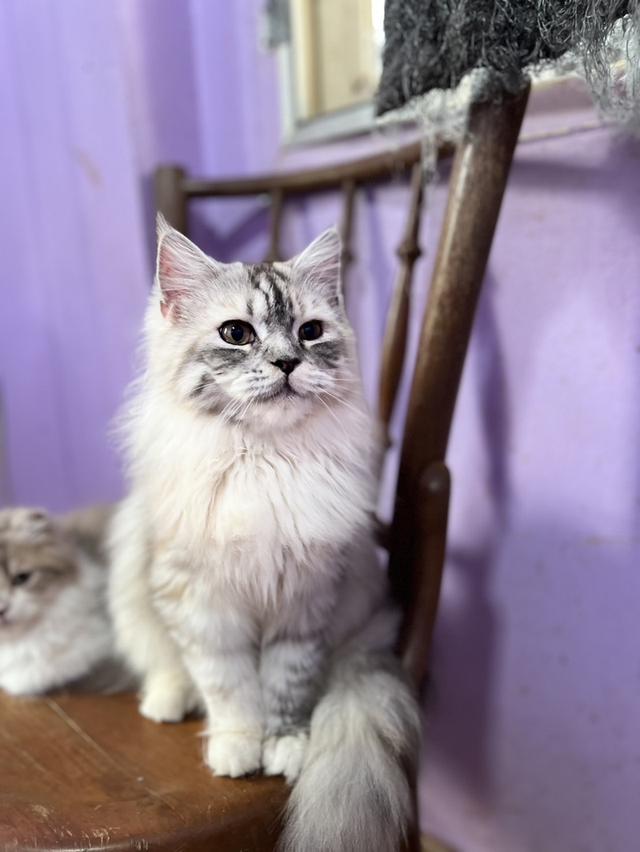 แมวเมนคูน
