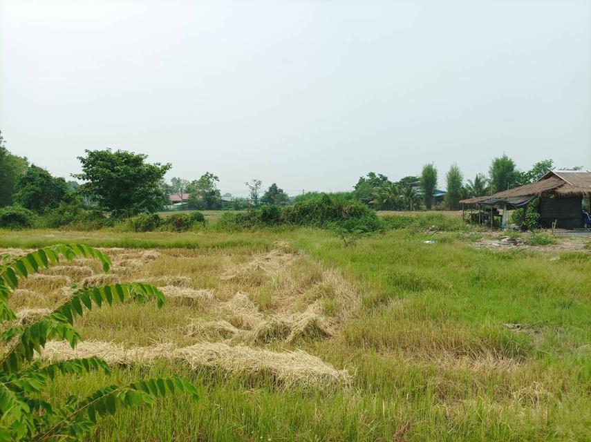 ขายที่ดิน ราคา5,500บาท/ตร.ว. ต.สง่าบ้าน อ.ดอยสะเก็ด จ.เชียงใหม่ 4