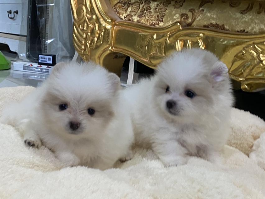 ปอมเมอเรเนียนแท้ สอบถามได้นะคะ พาราเบาๆ มีบริการจัดส่งถึงบ้าน รูปที่ 11