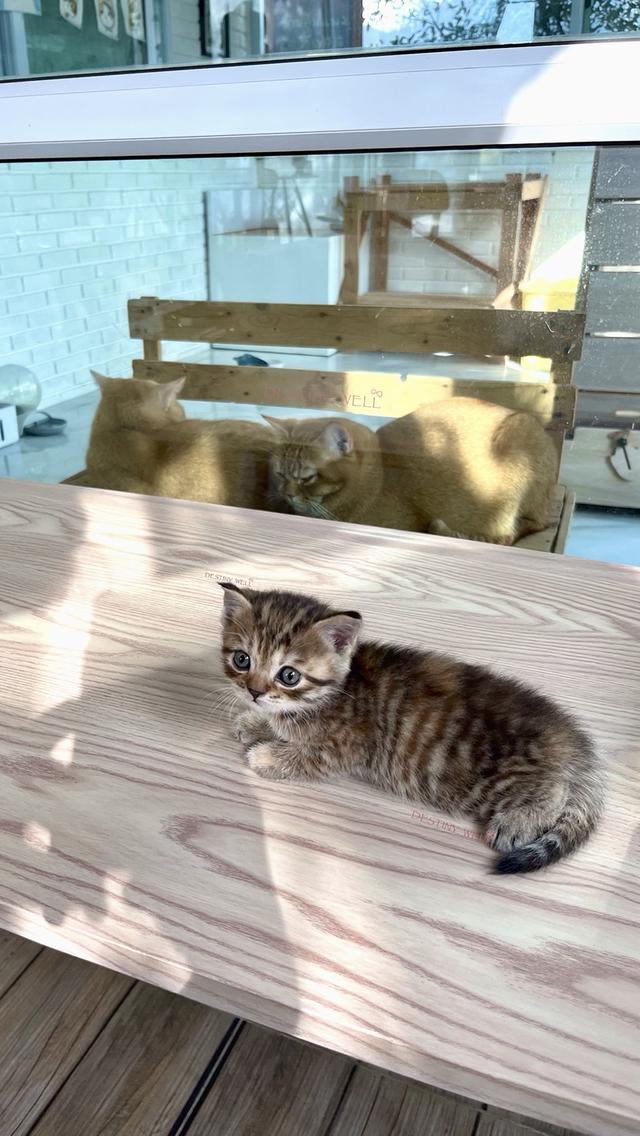 แมวสก๊อตติชโฟลด์ มีใบเพด scfc รูปที่ 11