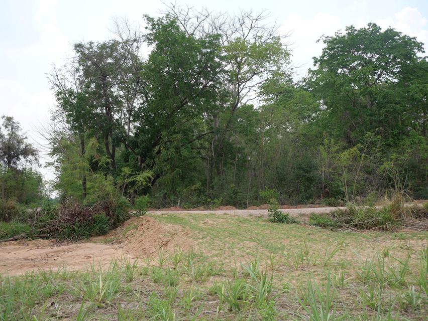 “ขายที่ดิน 38 ไร่ 2งาน 4ตารางวา ไร่ละ150,000 ต.พังเทียม อ.พระทองคำ 4