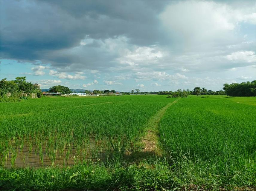 ขายที่ดิน ราคา3,980บาท/ตร.ว. ต.ป่าป้อง อ.ดอยสะเก็ด จ.เชียงใหม่ 7