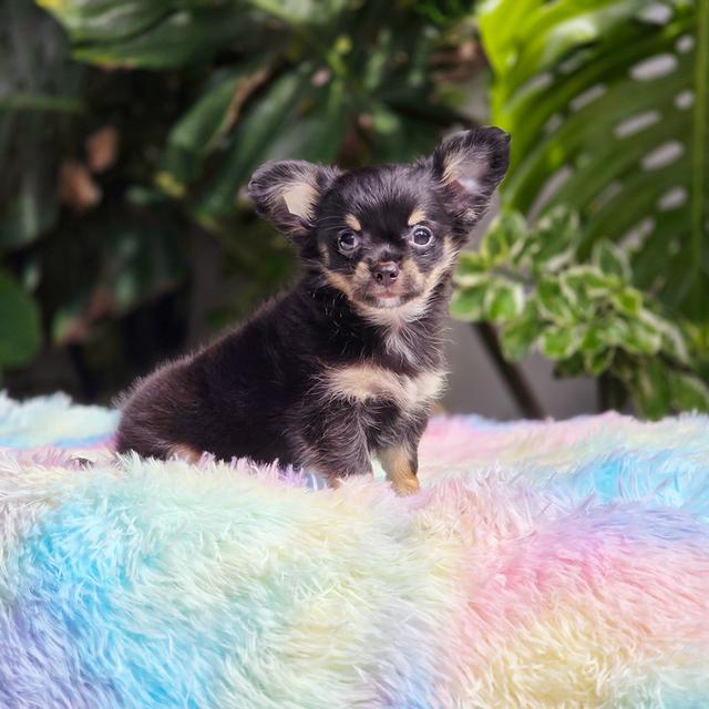 ชิวาวาขนยาวหนุ่มหล่อสีแบล็คแทน 5