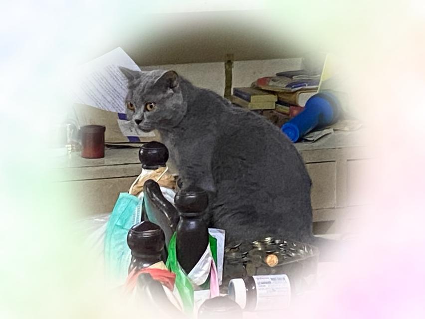 แมวพันธุ์บริติช ช็อตแฮร์