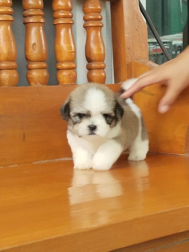 ชิสุห์ เชียงใหม่ 2