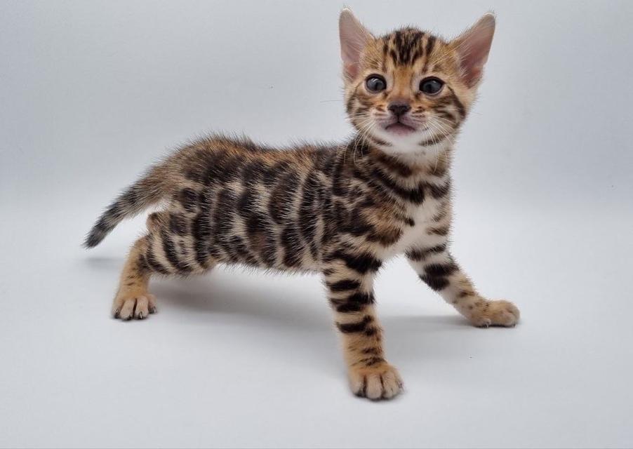 male and female bengal kittens available