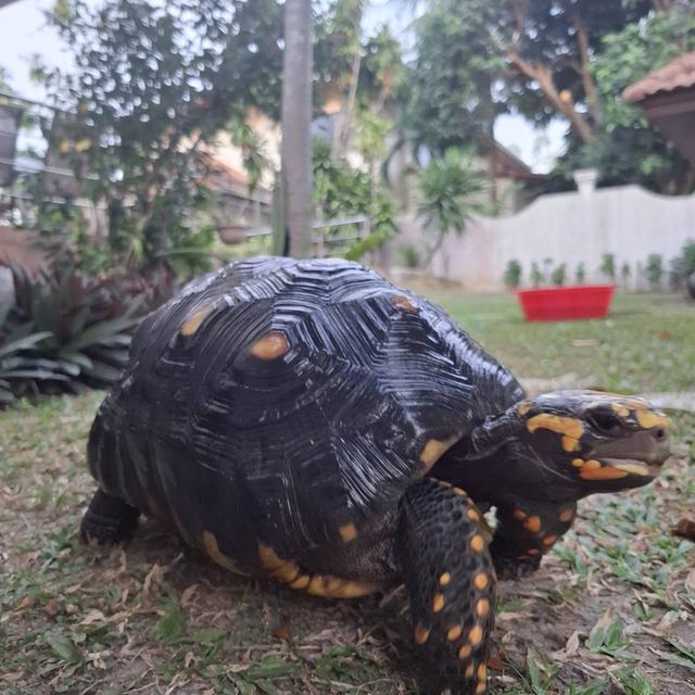 เป็นเต่าหัวเหลือง เพศผู้ 3