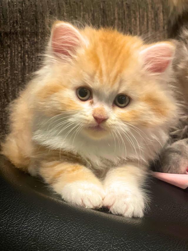 แมวส้มนำโชค-(ชาย)เกิด13/10/68 8