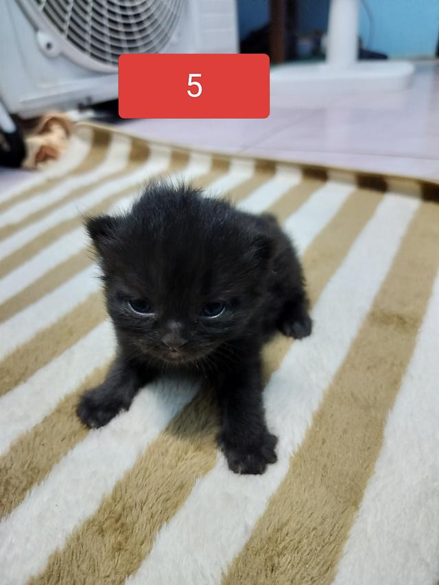 สัตว์เลี้ยงแมวเปอร์เซีย