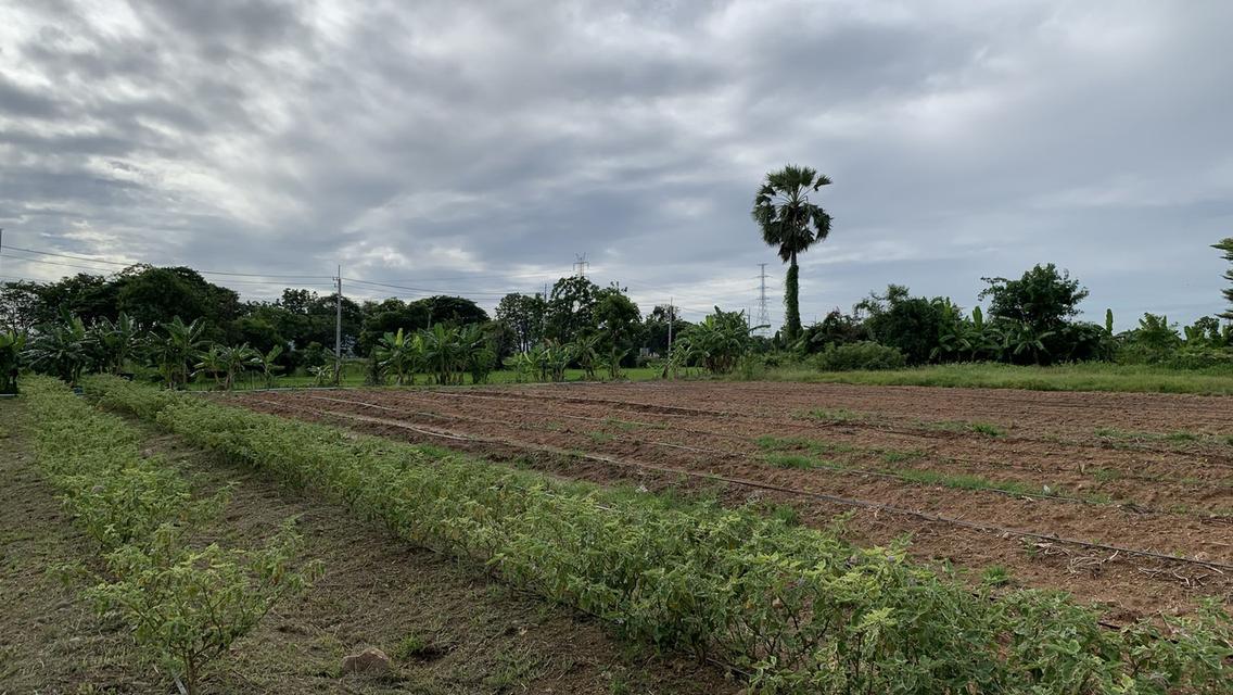 ขายที่ดินถมแล้วติดถนนสายเอเซีย จ.ชัยนาท  9ไร่ 300 ตรว.   ==> พิกัด 15°18'37"N 100°11'00"E .  11