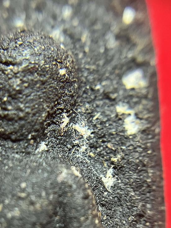 พระลือหน้ายักษ์เนื้อผง ไม่รู้ที่เนื้อหาจัดจ้าน ด้านหลังตอก