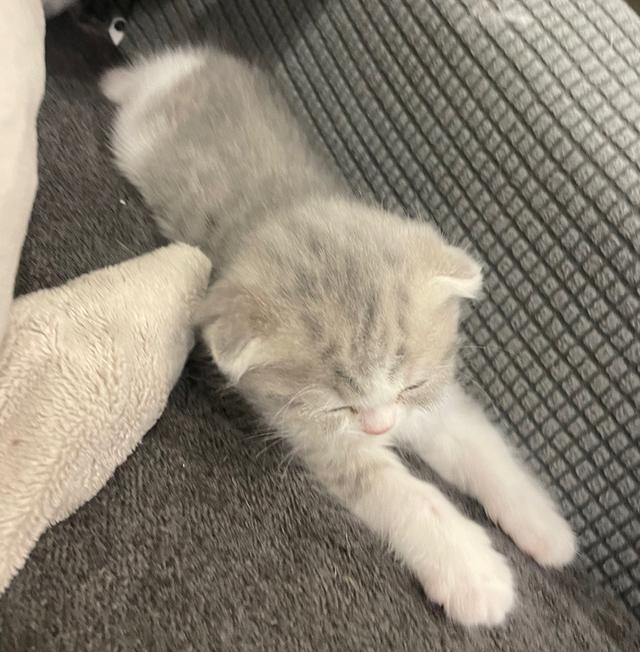 Scottish fold 7