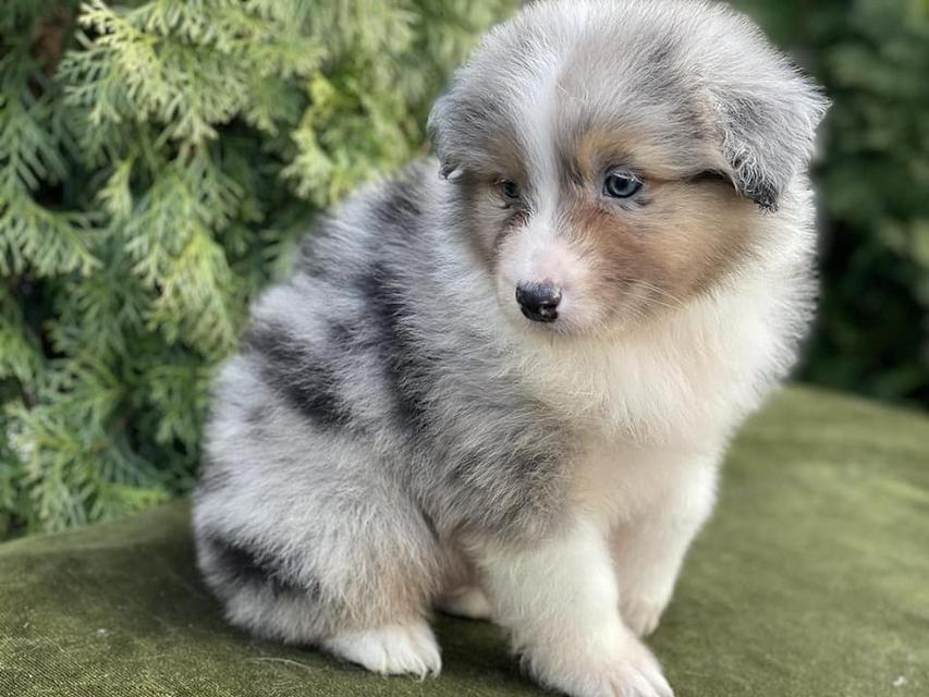 Border Collie pups for Adoption Ready รูปที่ 2