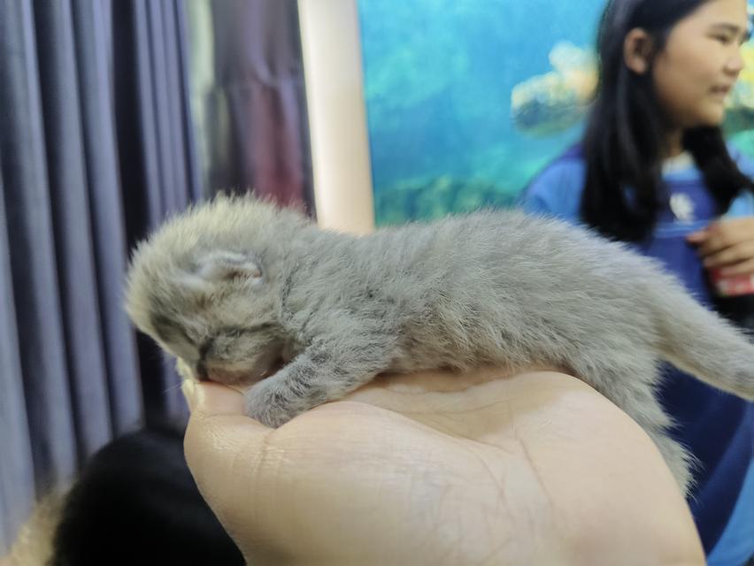 สัตว์เลี้ยง ลูกแมวสก็อตติช รูปที่ 5