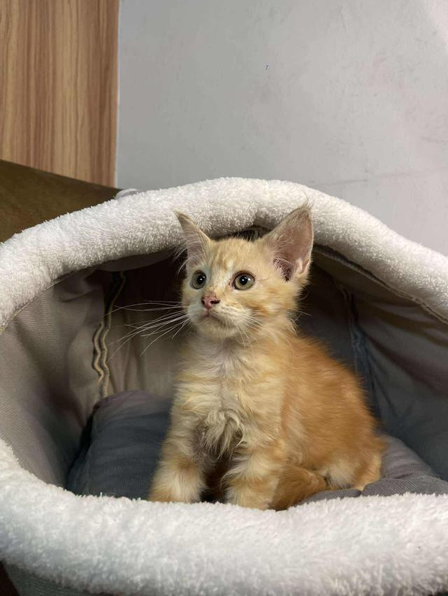เมนคูนแท้