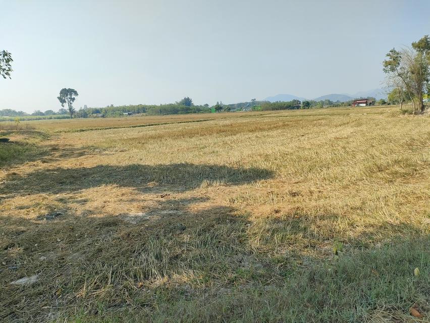 ขายที่ดินเกษตรด่วนจำนวน 6 ไร่ 3 งาน 84 ตารางวาน้ำไฟเข้าถึงอยู่ในเขตชุมชนหมู่บ้าน 1