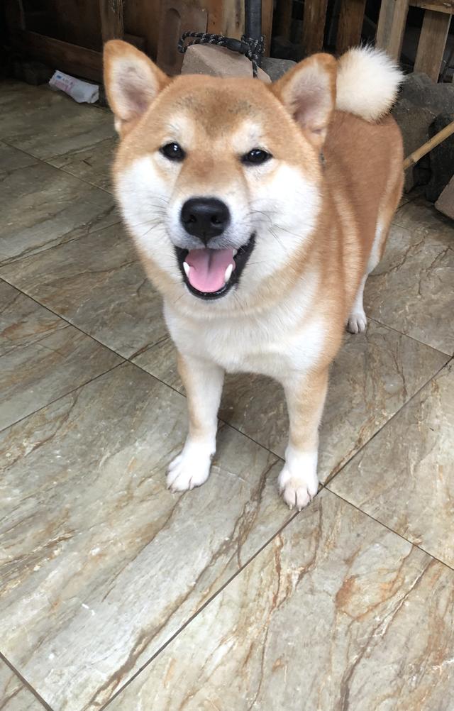 ขายชิบะแท้สีน้ำตาลแดง 2