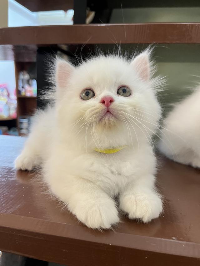 แมวเปอร์เซียสีขาว 🔥🔥🔥🔥