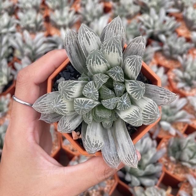 กุหลาบหินสายพันธุ์ Haworthia 3