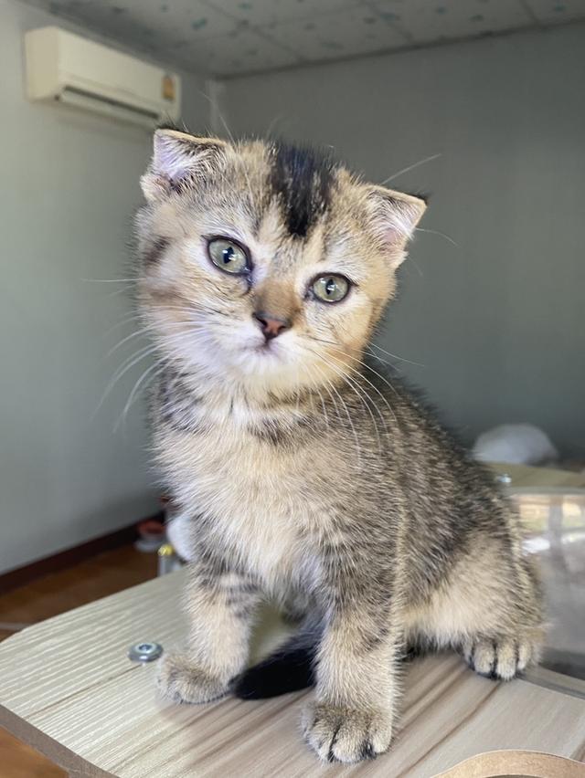 สก็อตติช ดญ 2เดือนพร้อมย้าย รูปที่ 3