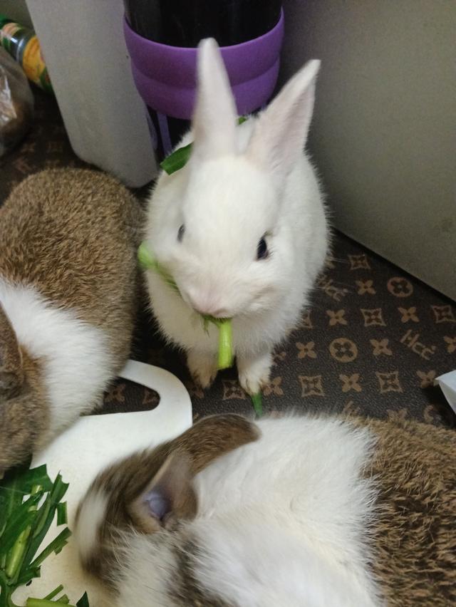 กระต่ายตัวสีขาวน่ารักมาเเล้วค่ะราคาโดนใจ 0815464634 โทรมาได้น่ะค่ะ รูปที่ 6