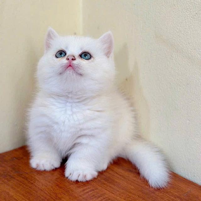 แมวมันช์กิ้น Munchkin ns